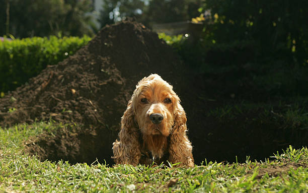 Effective Strategies: How to Stop a Dog from Digging and Digging Under a Fence