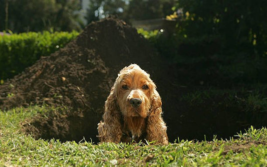 Dog digging hole under fence