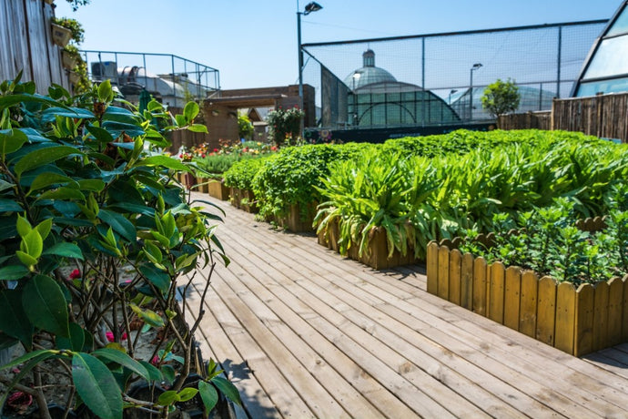 Everything You Need to Know about Roof Gardens